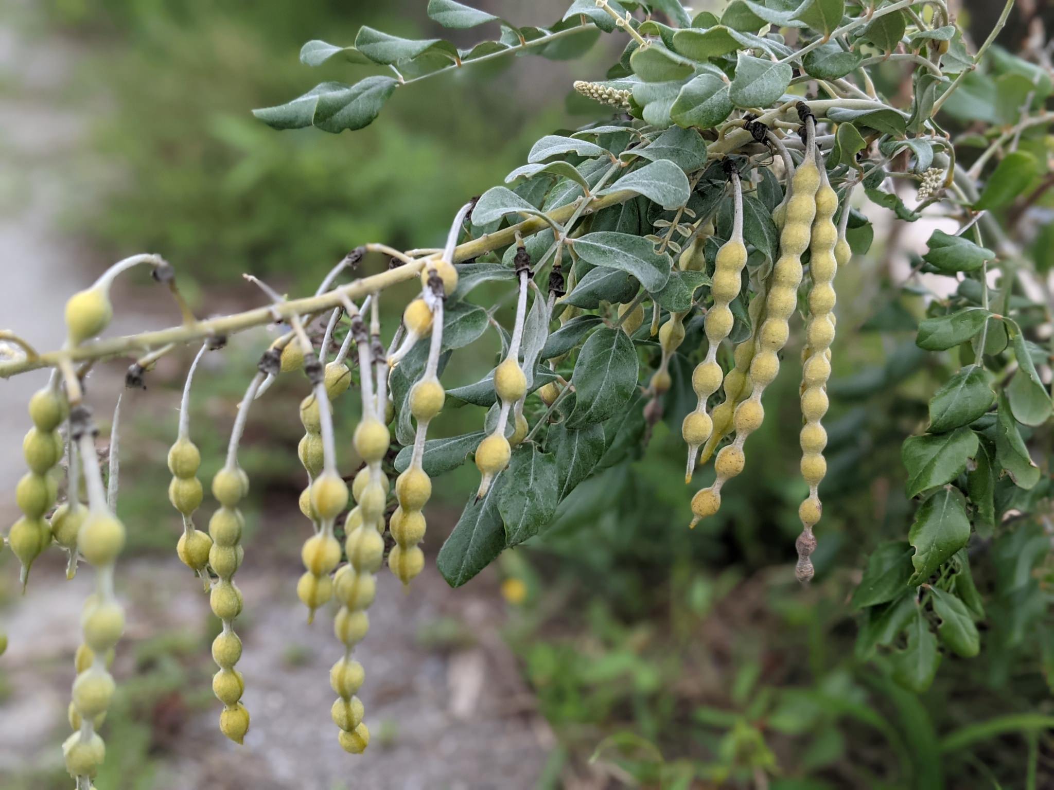 Sophora tomentosa 